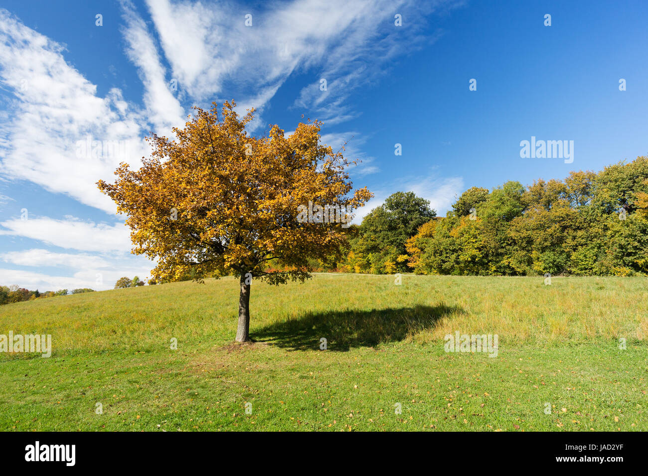 Landschaft im Herbst, einsamer Baum im Vordergrund mit herbstlichem Wald Foto Stock