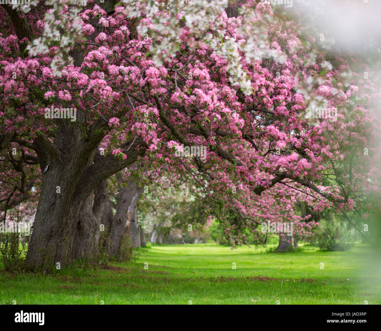 Rosa e Bianco alberi fioriti con sfocate pedali bianco in primo piano Foto Stock