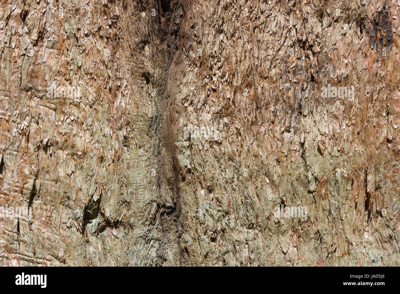 Modello di organico, corteccia di albero tessitura , sequoia gigante Foto Stock
