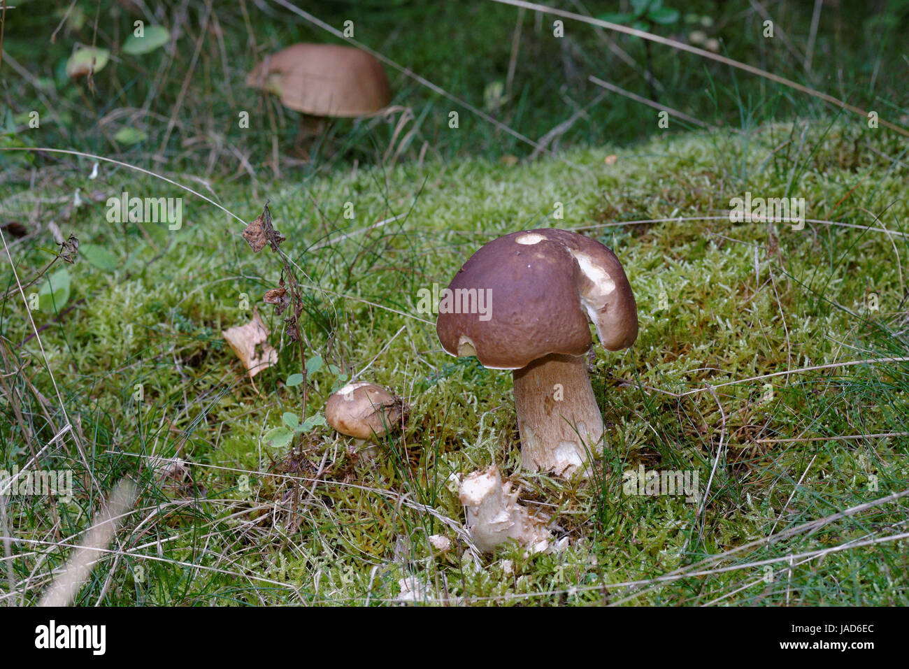Fungo fichtenstein (Boletus edulis) Foto Stock