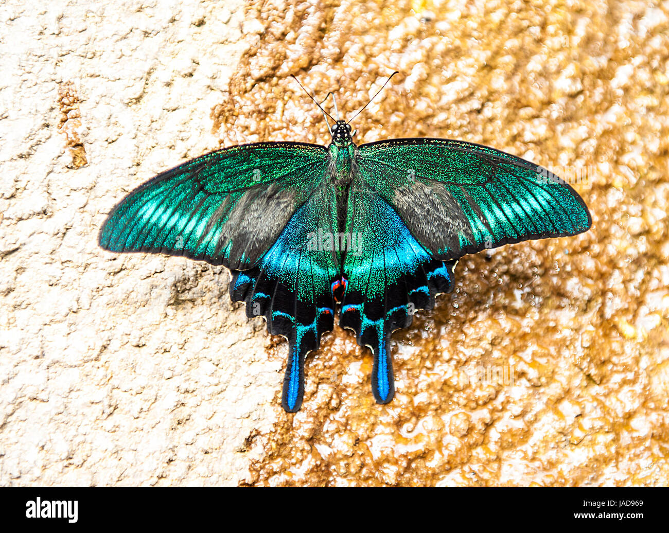 Bella asiatica a coda di rondine butterfly Papilio dehaanii sulla roccia. Forma d'estate Foto Stock