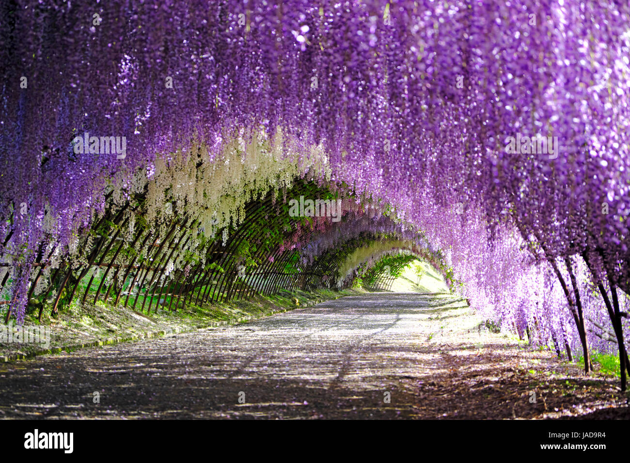 Tunnel di glicine in piena fioritura a Kawachi Fujien Giardino Glicine in Kitakyushu, Fukuoka, Giappone Foto Stock