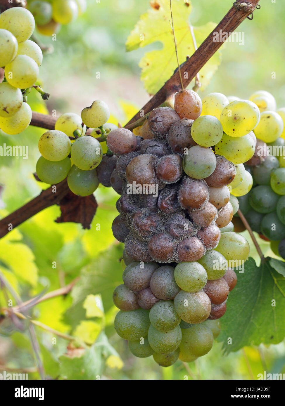 La muffa nobile è una vantaggiosa forma di grigio di un fungo Botrytis cinerea, produce bene e concentrati Vini Foto Stock