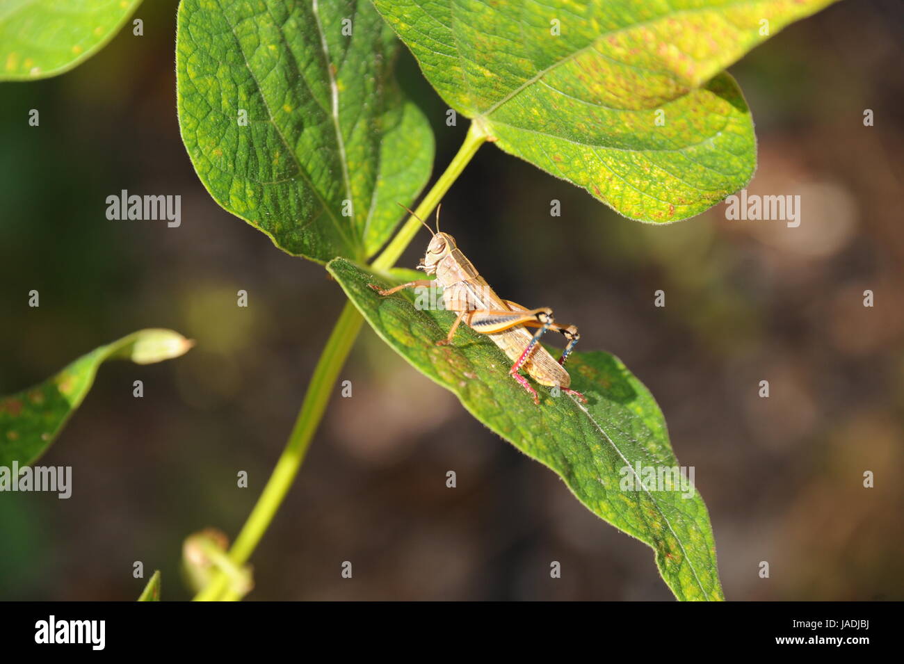 Grasshopper,grasshopper Foto Stock
