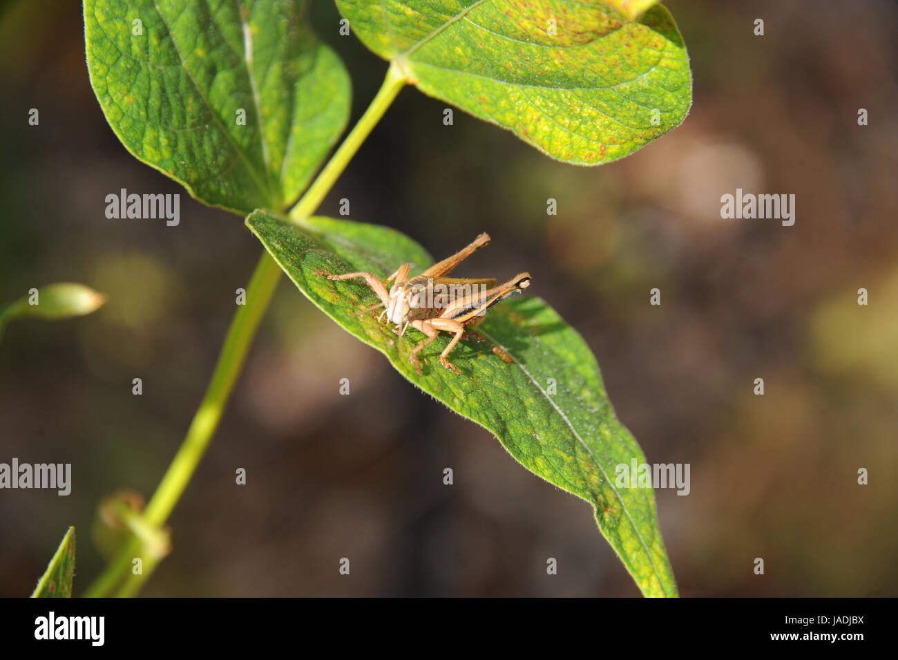 Grasshopper,grasshopper Foto Stock