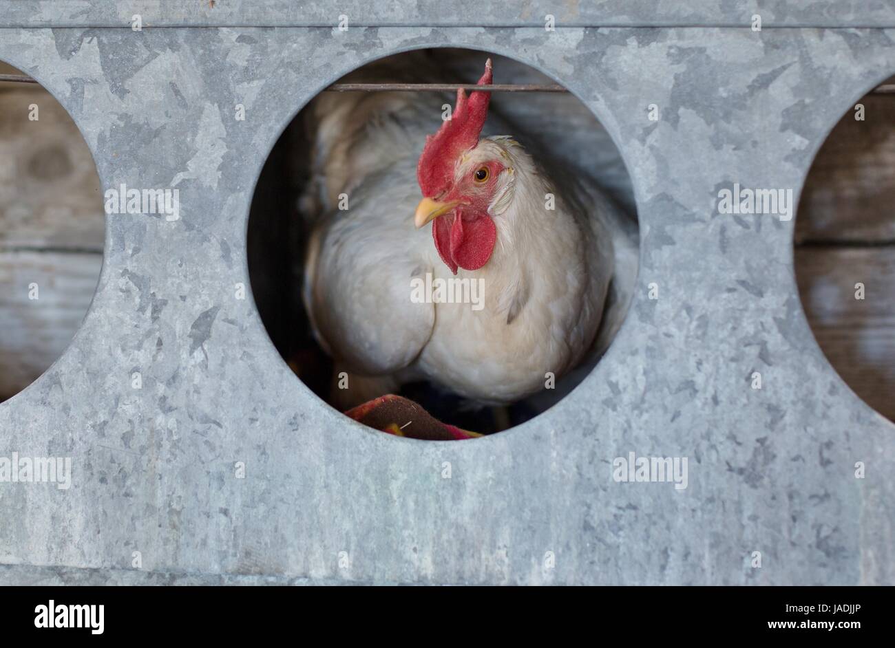 Un pollo in una scatola di nido. Foto Stock