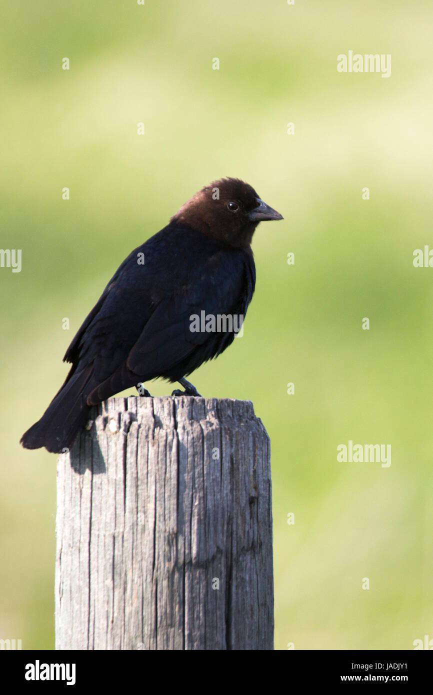 Marrone-guidato cowbird (Molothrus ater) maschio arroccato su fencepost Foto Stock