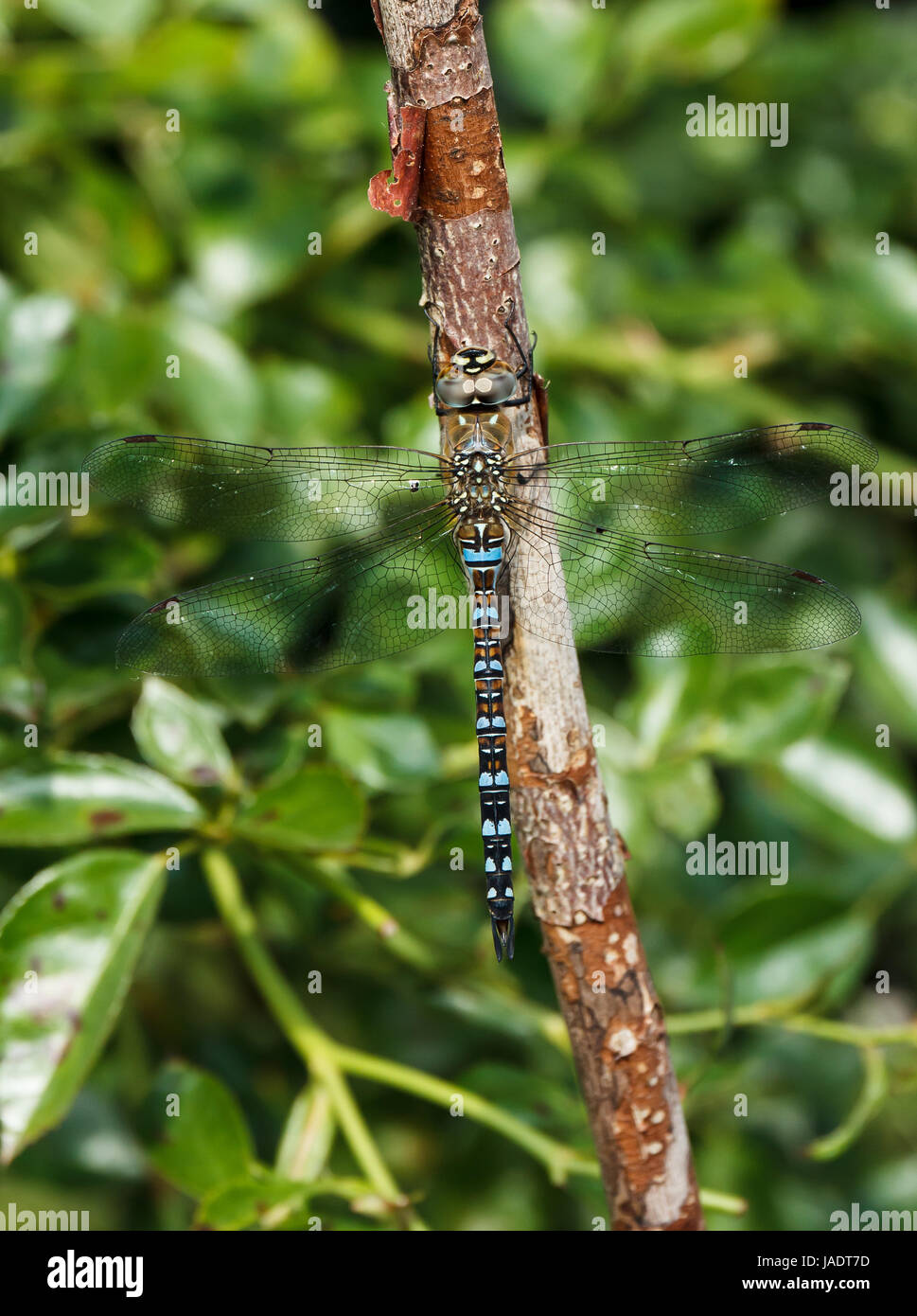 Migrant hawker-02 - 2013-08-22 Foto Stock