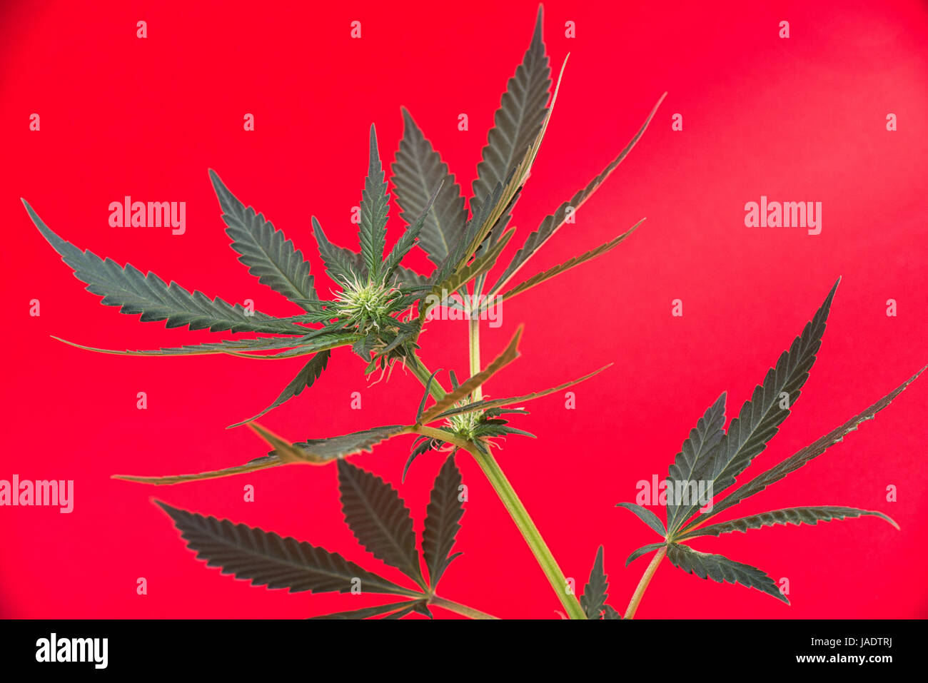 Dettaglio della cannabis cola con peli visibili e lascia su di inizio fase di fioritura - medical marijuana concept Foto Stock
