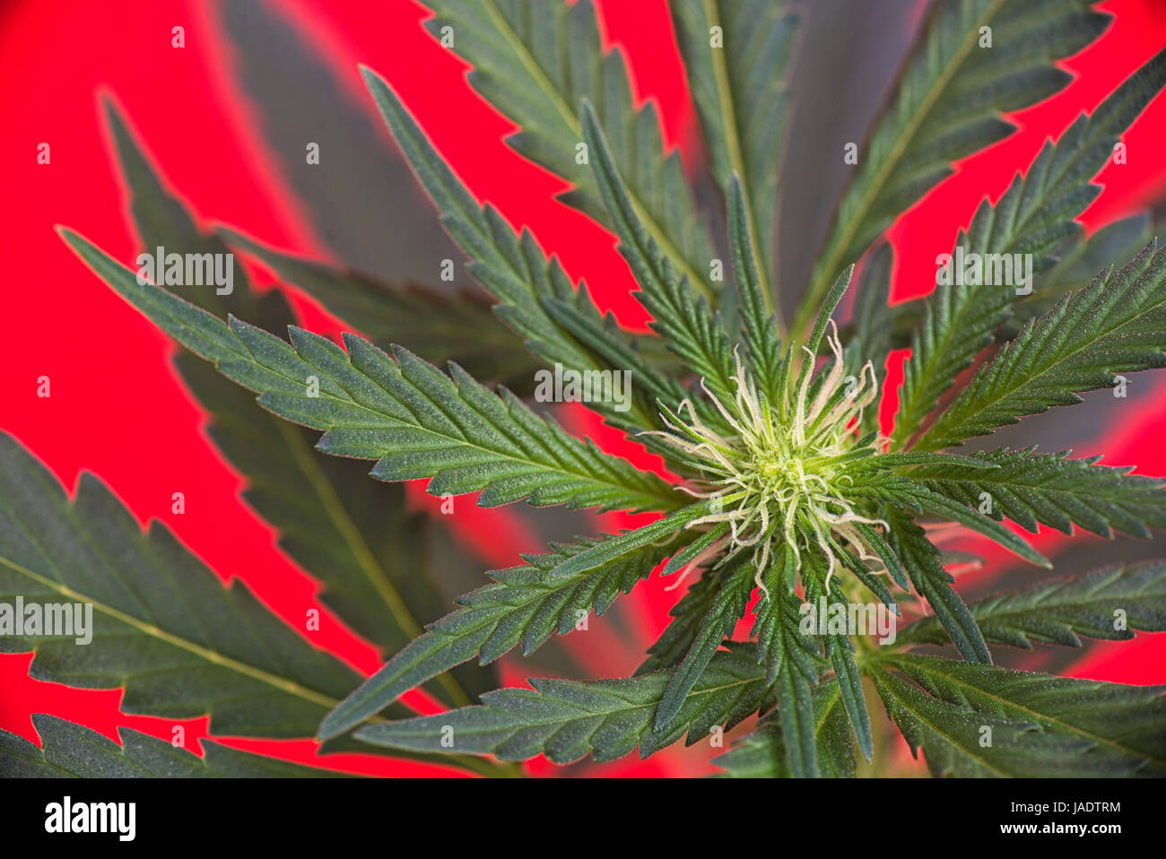 Dettaglio della cannabis cola con peli visibili e lascia su di inizio fase di fioritura - medical marijuana concept Foto Stock