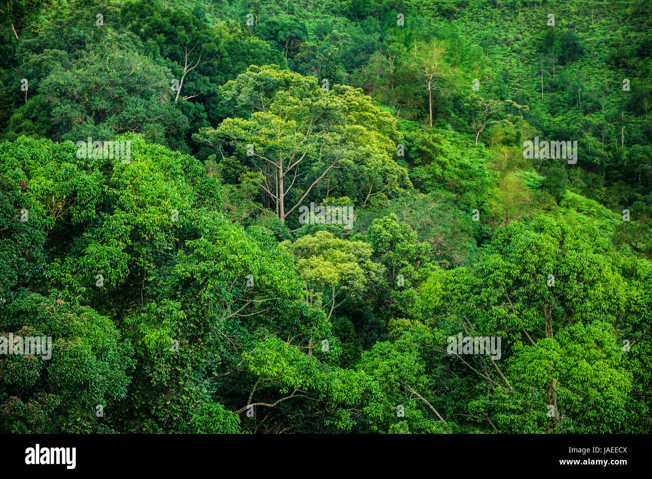 Verde Tropical Forest panorama, Taman Negara, Malaysia. Foto Stock