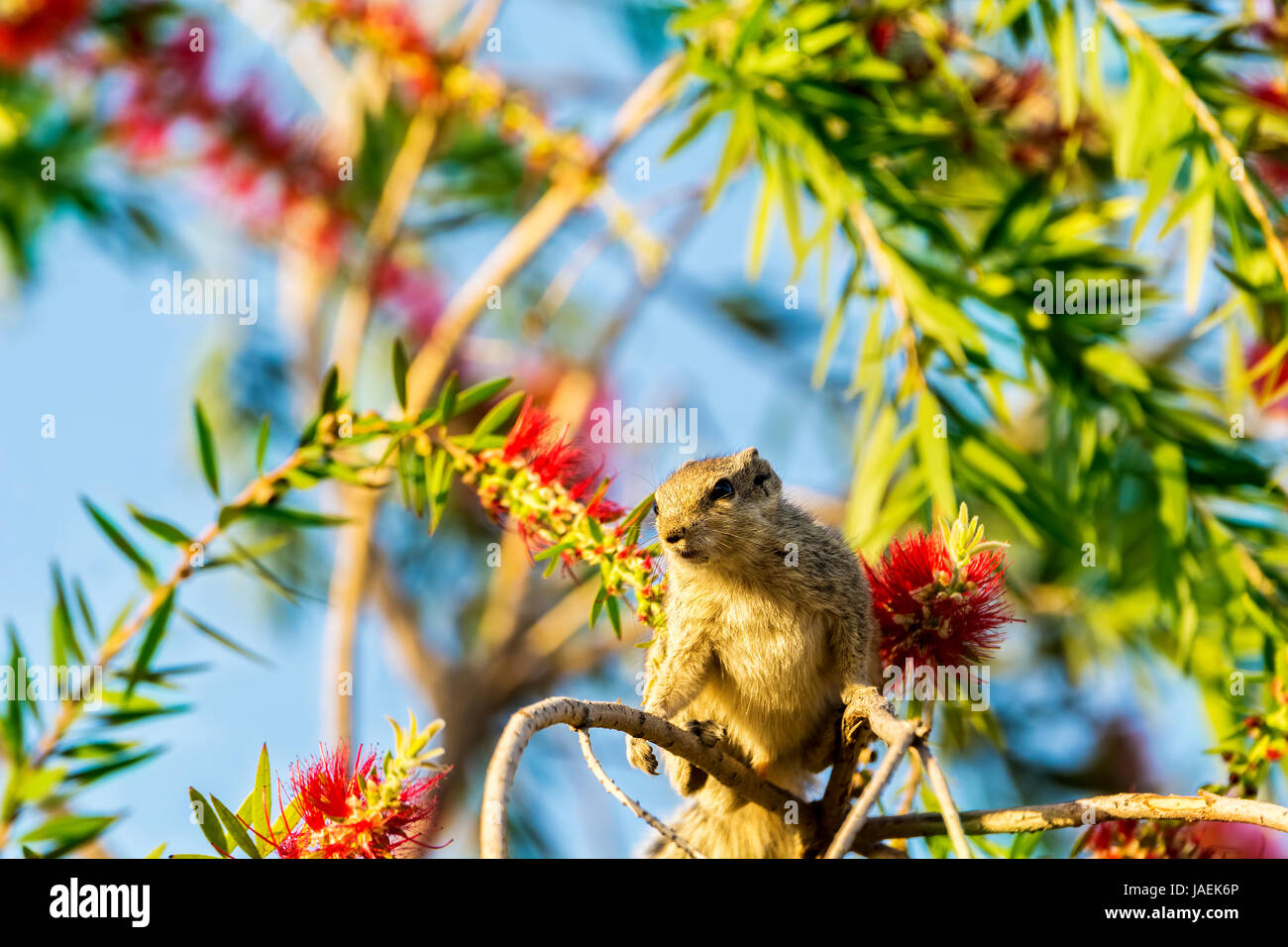 Colore grigio Scoiattolo si siede sul ramo di albero che guarda lontano con sfondo colorato di verde brillante delle foglie e cielo blu Foto Stock
