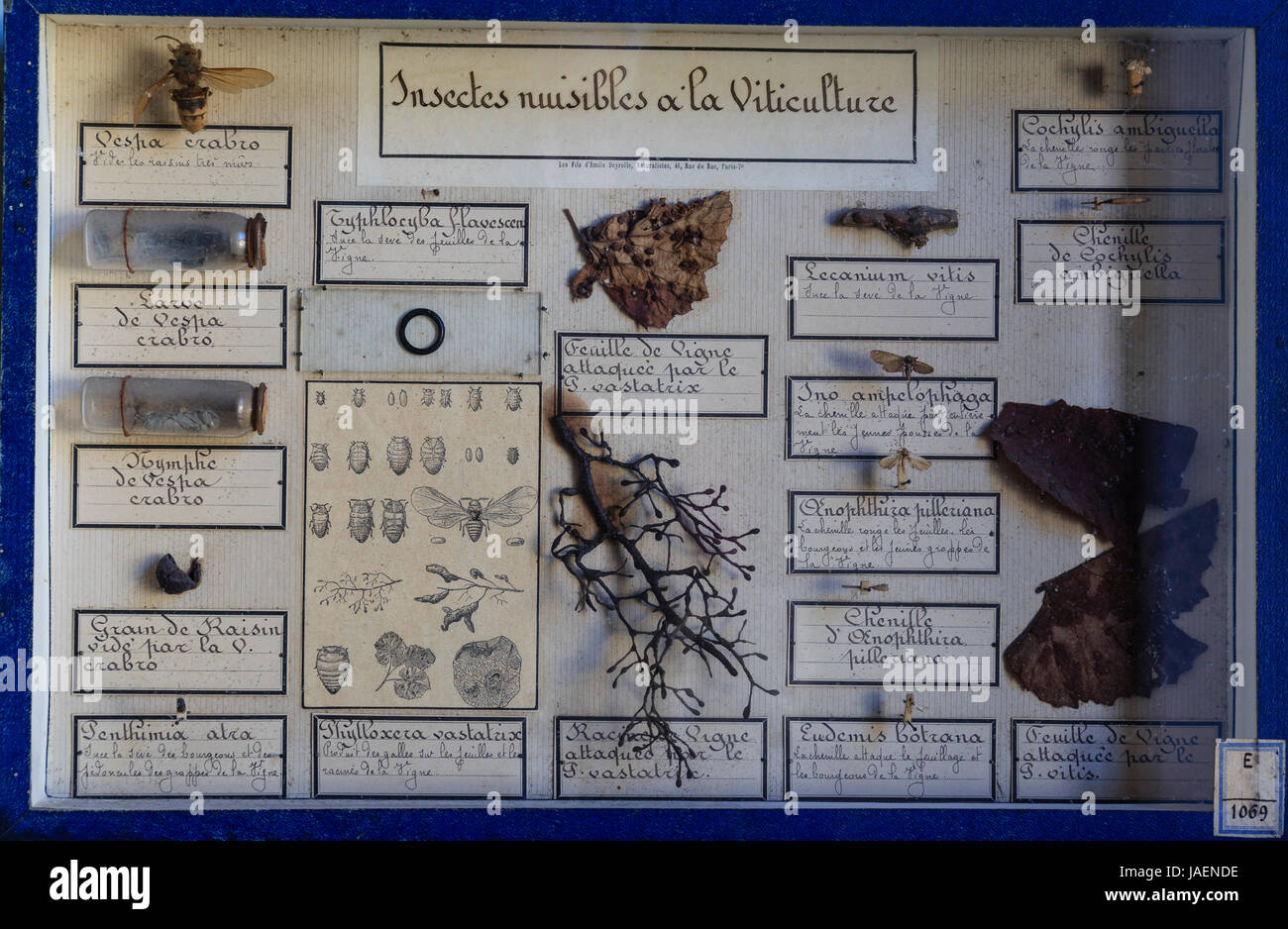 Francia, Giura, Arbois, Louis Pasteur House, entomologia box con parassiti del vigneto Foto Stock