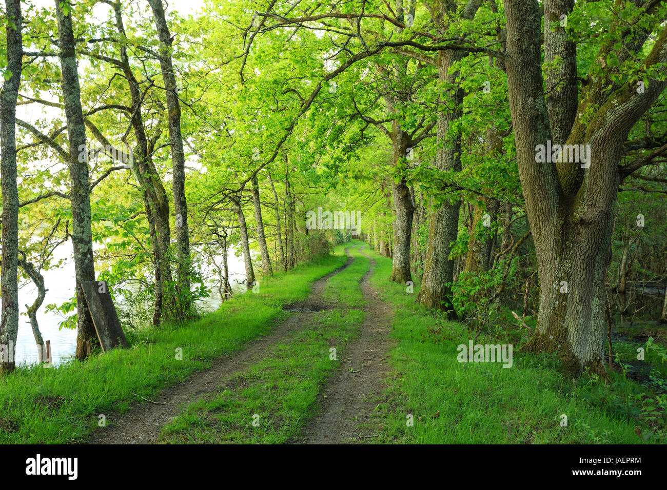 Francia, Loir et Cher, Sologne, Saint Viatre, il percorso nella foresta Foto Stock