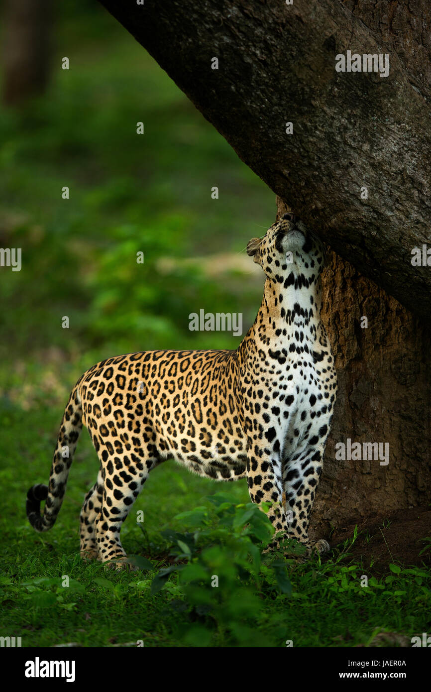 Leopard in Nagarhole Parco Nazionale dell'India Foto Stock