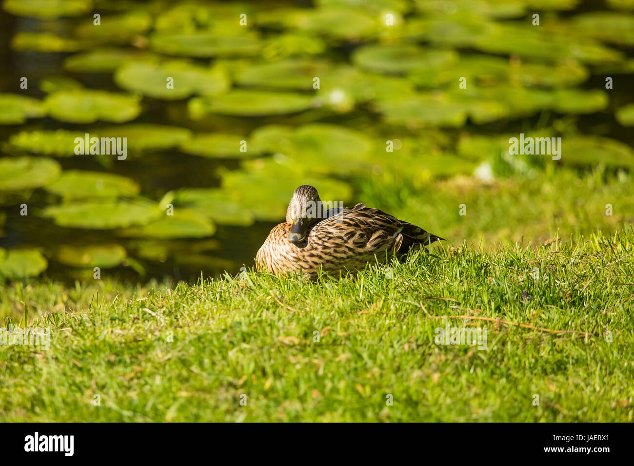 Un bellissimo adulto Mallard duck nel parco Foto Stock