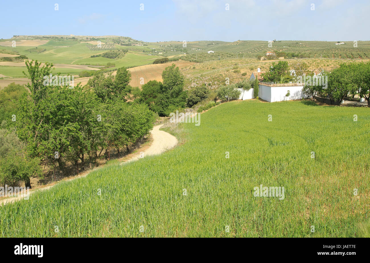 Paesaggio agricolo di Rio a Setenil valley, Cuevas del Marques, Serrania de Ronda, Spagna Foto Stock