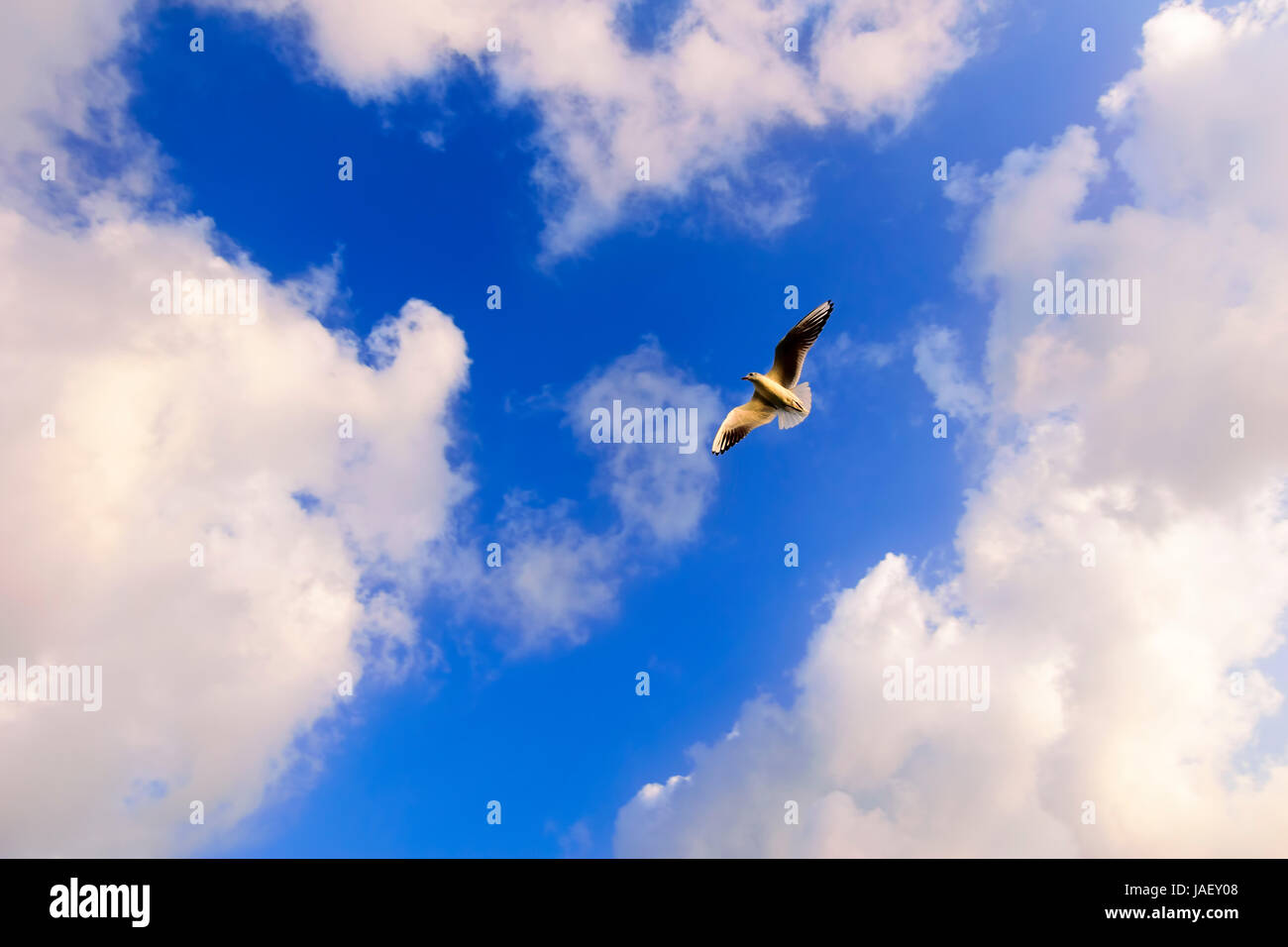 Concetto di libertà. Flying gabbiani sotto il cielo blu e nuvole bianche Foto Stock