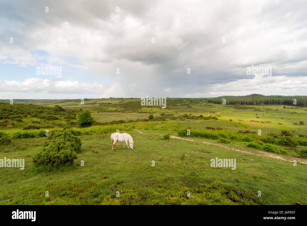 Un solitario white pony pascolano in aperto paesaggio verde sulla nuova foresta, Hampshire, Inghilterra, Regno Unito. Foto Stock