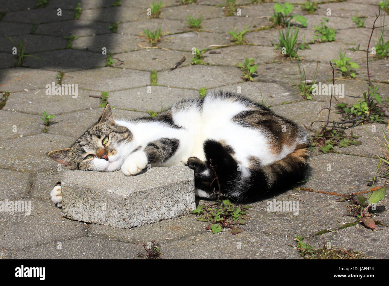 Cat Gatto domestico Foto Stock
