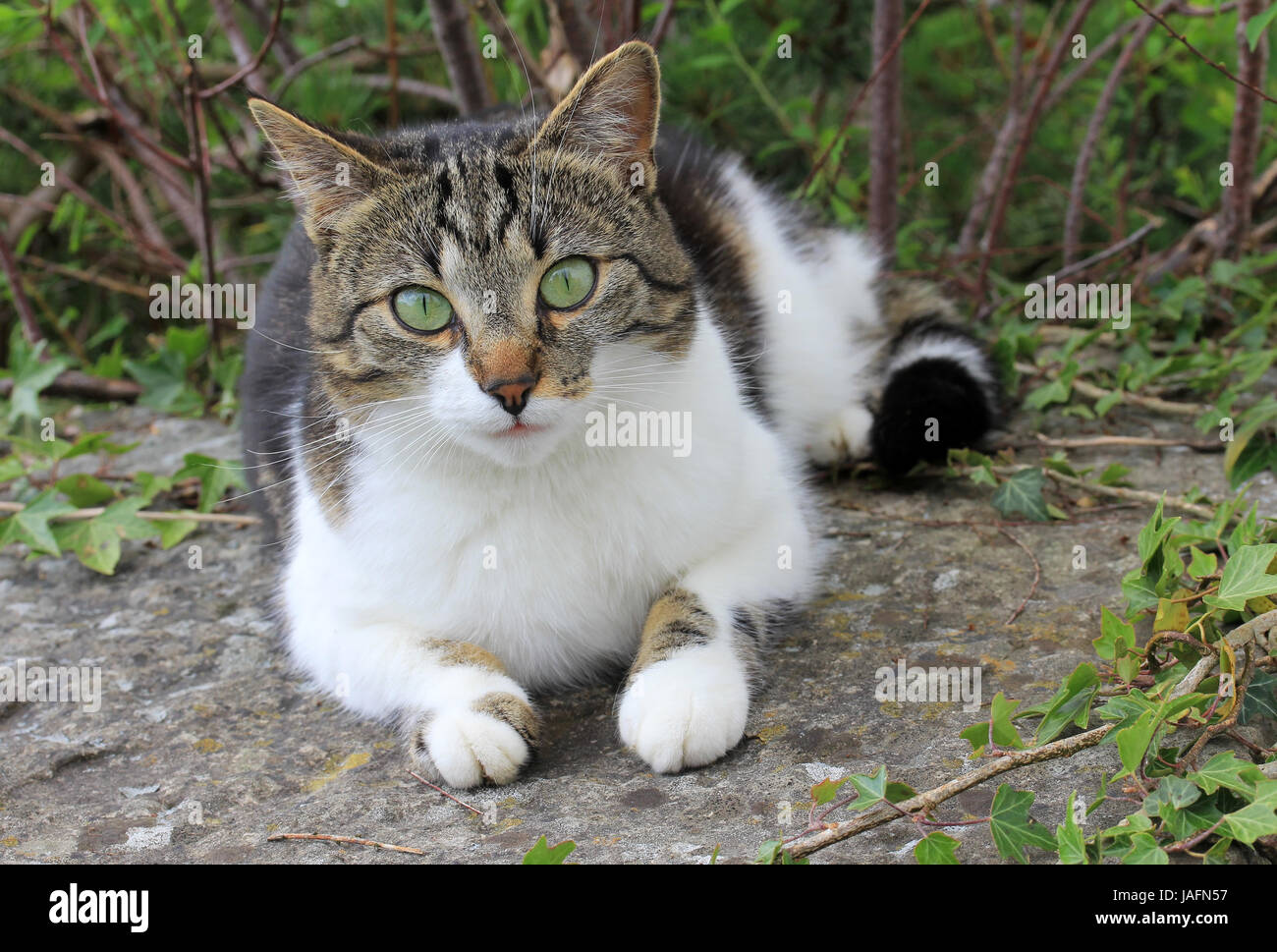 Il piccolo gatto sulla pietra Foto Stock