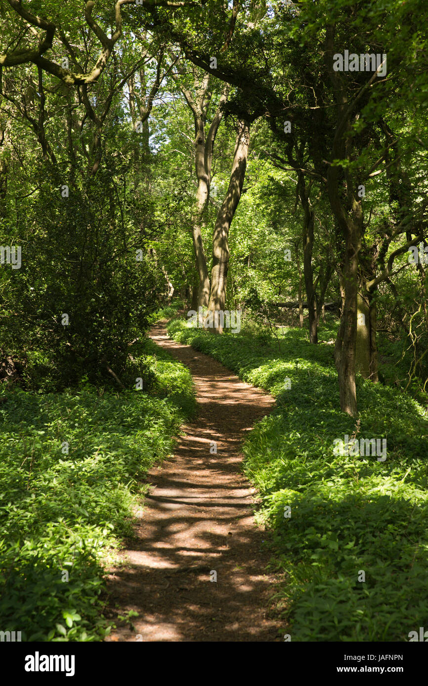 Regno Unito, Inghilterra, Shropshire, poco Wenlock, sentiero ombreggiato attraverso Limekiln legno a Wellington Foto Stock