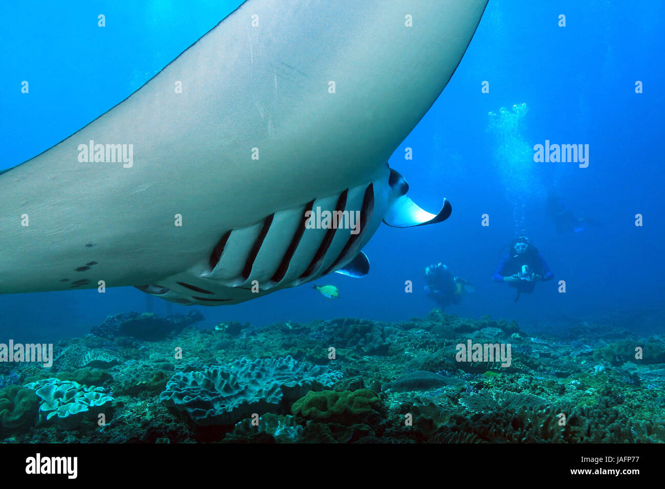 Manta Ray (Manta Birostris) nuotare sopra la barriera corallina, con subacquei in background. Nusa Penida, Bali, Indonesia Foto Stock