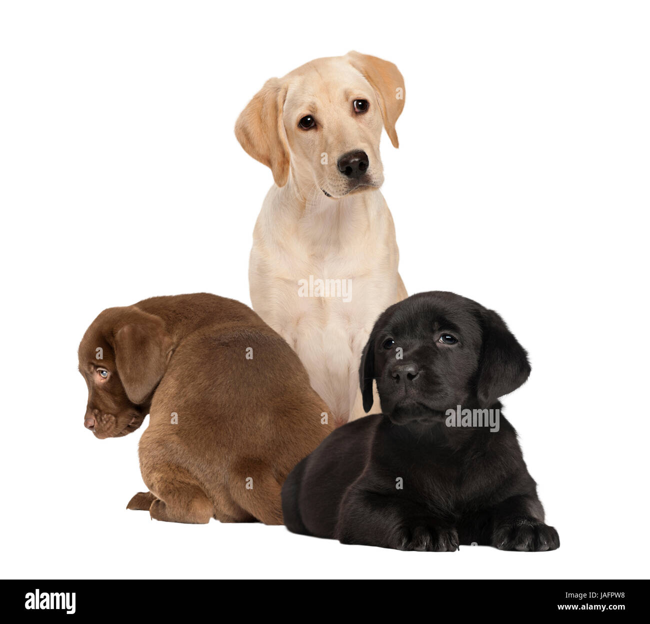 Il Labrador e cuccioli, isolato su bianco Foto Stock