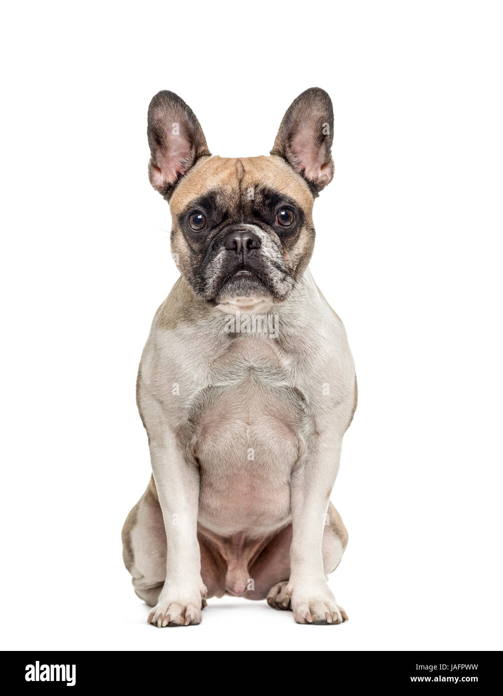 Olf bulldog francese seduta, isolato su bianco Foto Stock
