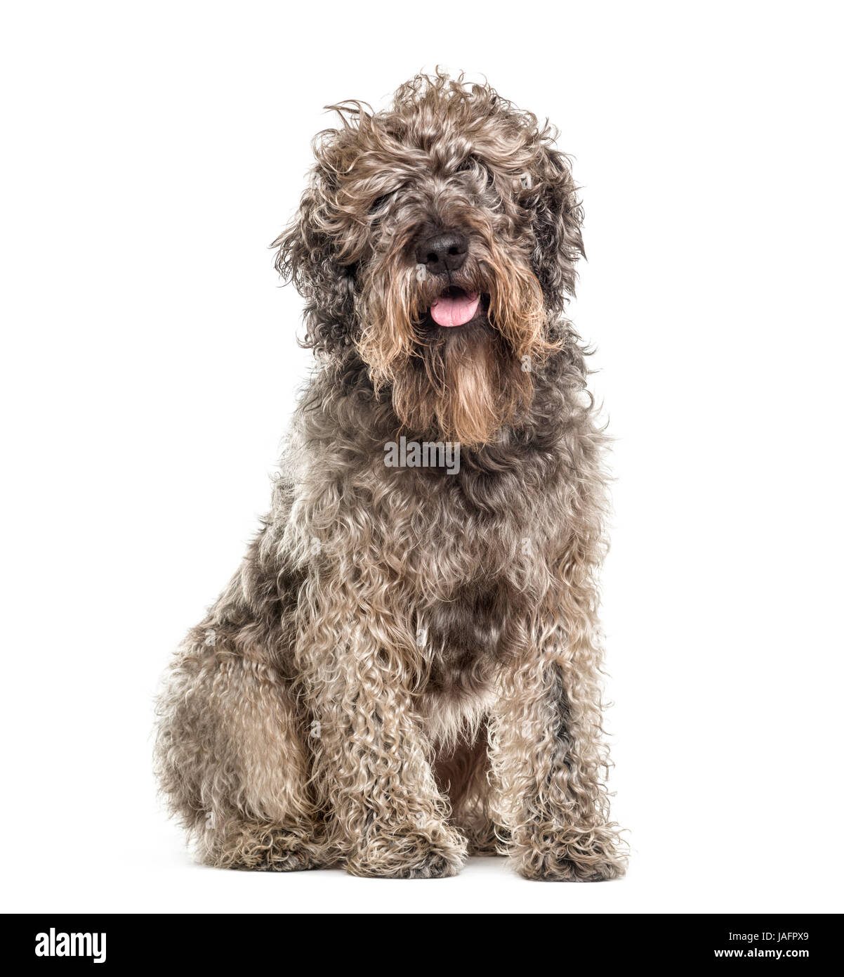 Cross-razza dog sitter e ansimando, isolato su bianco Foto Stock