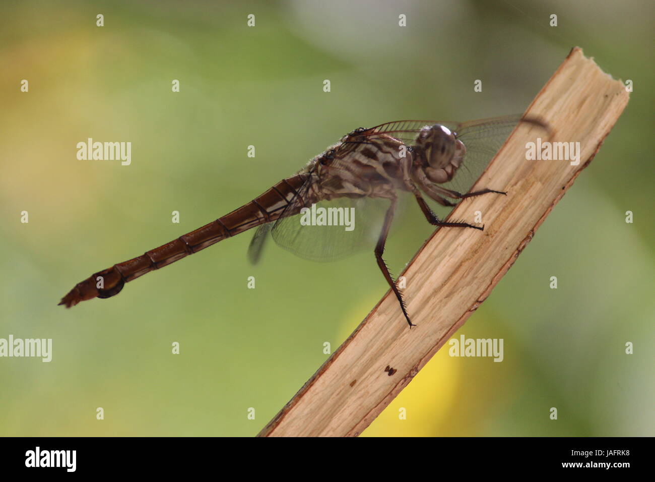 Foto di una libellula preso in Arizona, Stati Uniti d'America Foto Stock