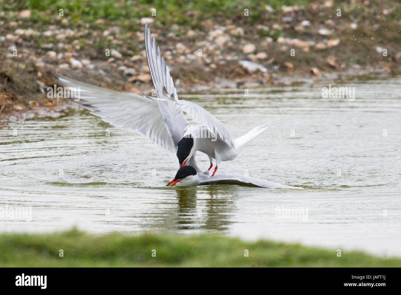 Sterne comuni (Sterna hirundo), combattimento, Texel, North Holland, Paesi Bassi Foto Stock