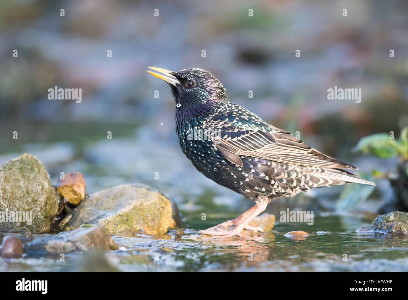 Unione Starling (Sturnus vulgaris), beveva al torrente, Hesse, Germania Foto Stock