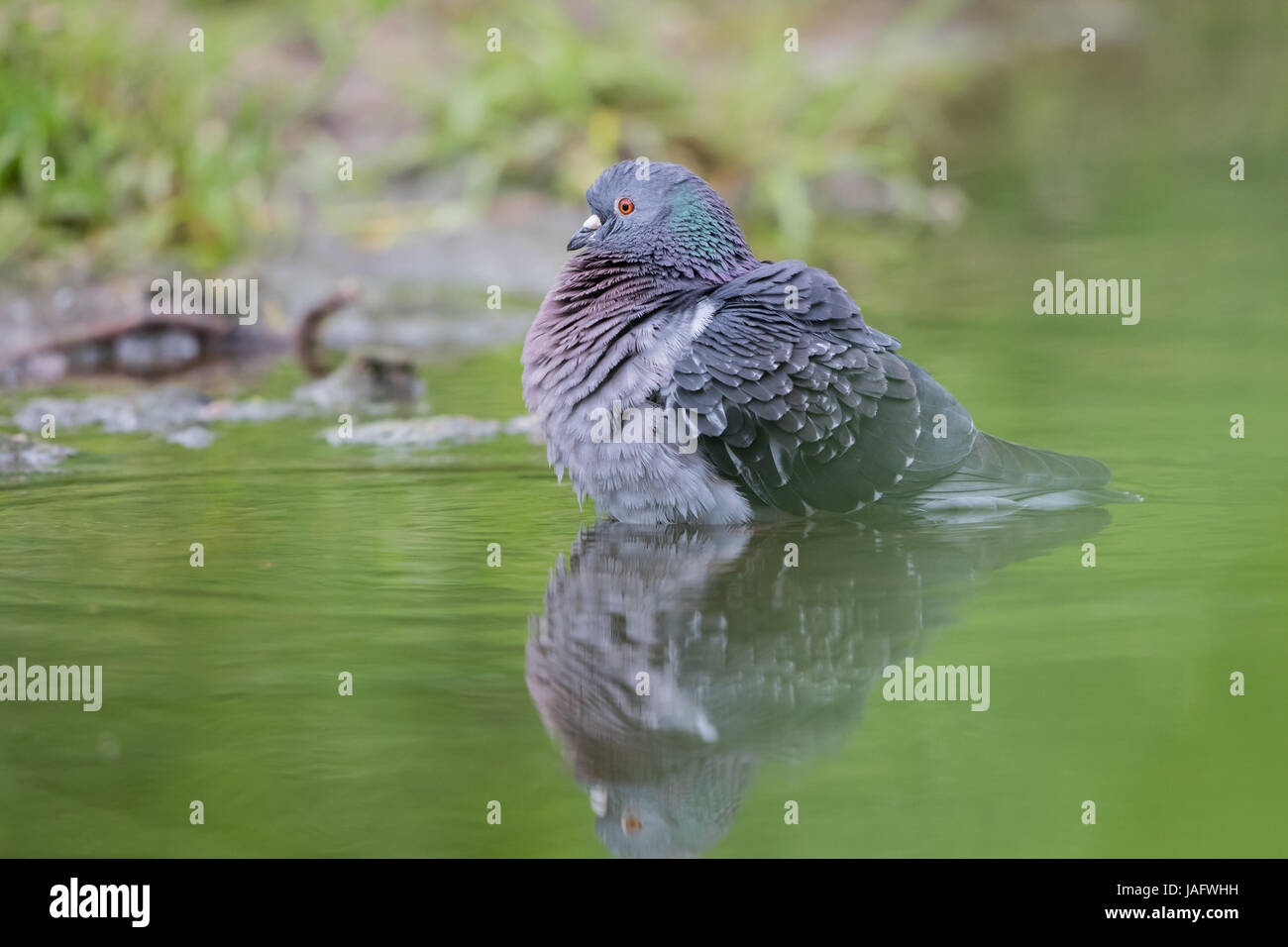 Il piccione domestico (Columba livia domestica) in piedi in acqua, Hesse, Germania Foto Stock