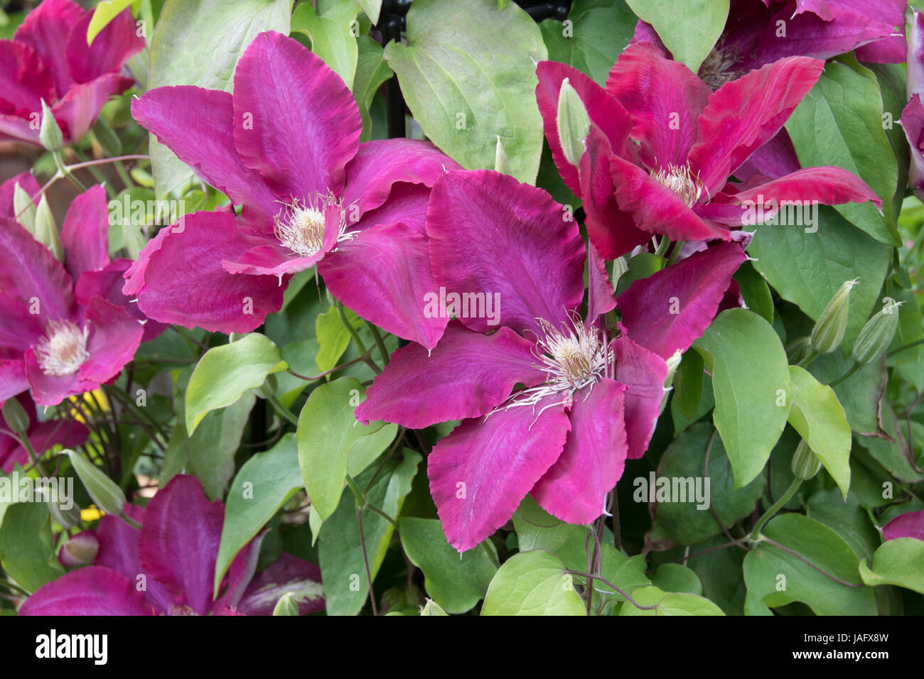 Il marrone rossiccio/borgogna clematis 'Niobe' Foto Stock