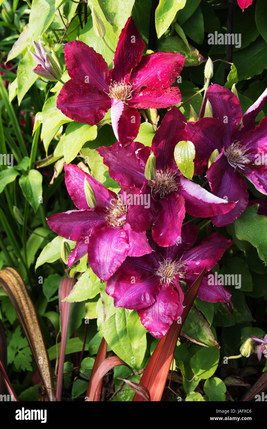 Il marrone rossiccio/borgogna clematis 'Niobe' Foto Stock