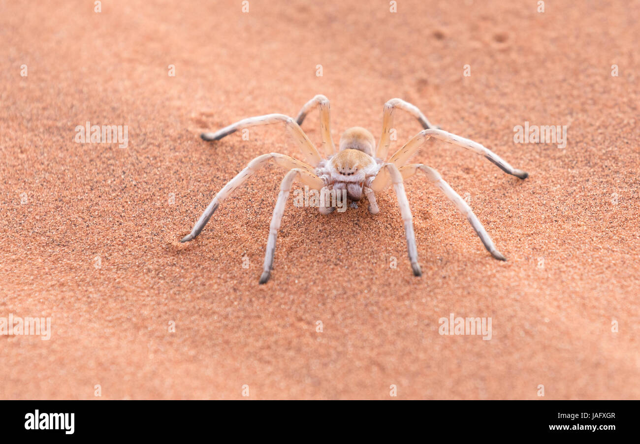Una femmina di Dancing White Lady Spider (Leucorchestris arenicola) del Namib Rand Riserva Naturale in Namibia Foto Stock