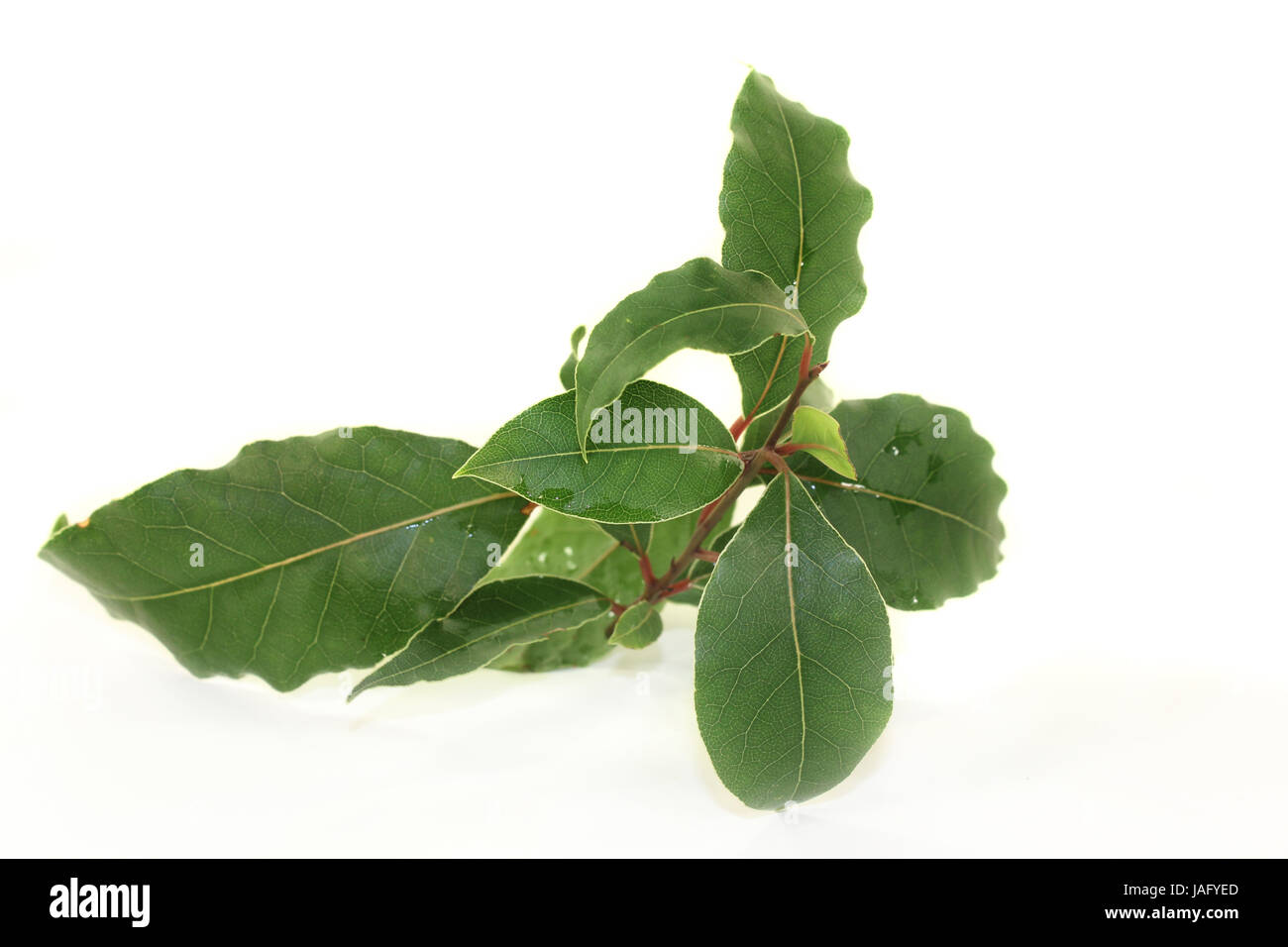 Ein grüner Lorbeerzweig vorweißem Hintergrund Foto Stock