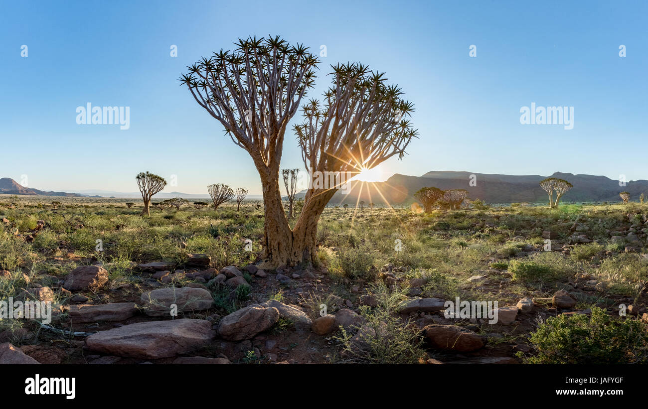 Faretra Tree (Aloe dichotoma) del Namib Rand Riserva Naturale in Namibia Foto Stock