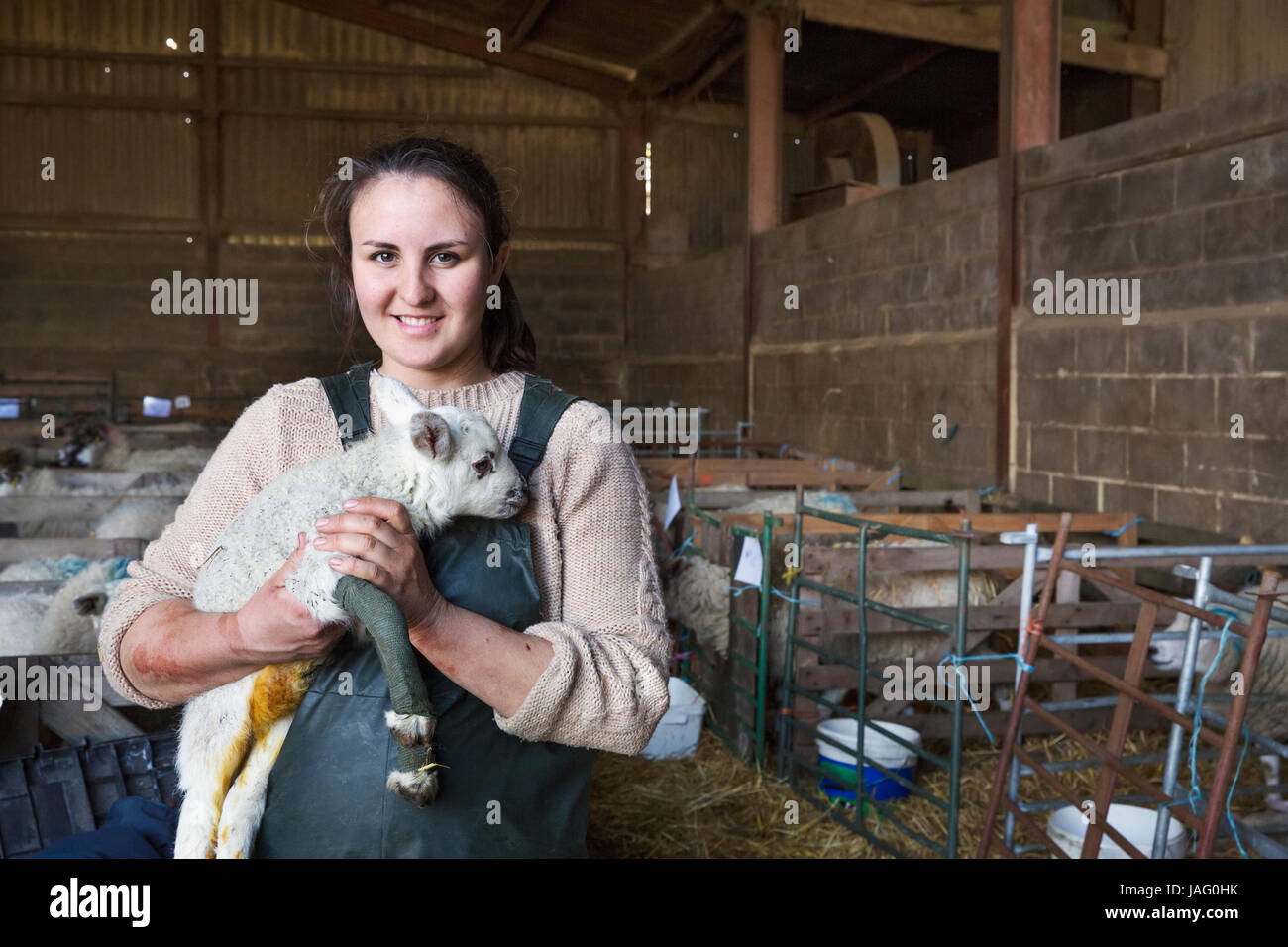Donna sorridente in piedi in una stalla, tenendo un neonato con agnello bendato gambe anteriori. Foto Stock