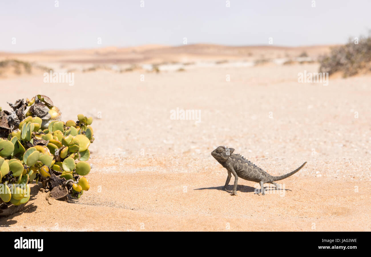 Deserto atto Namaqua Chameleon (Chamaeleo namaquensis) nel Dorob Parco Nazionale vicino a Swakopmund, Namibia Foto Stock