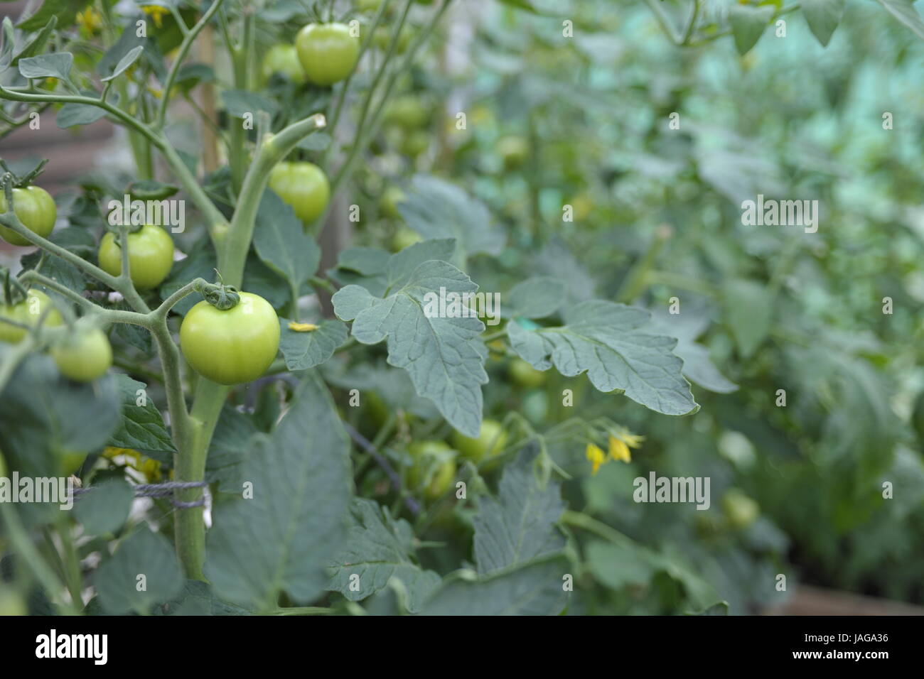 Il verde di piante di pomodoro Foto Stock
