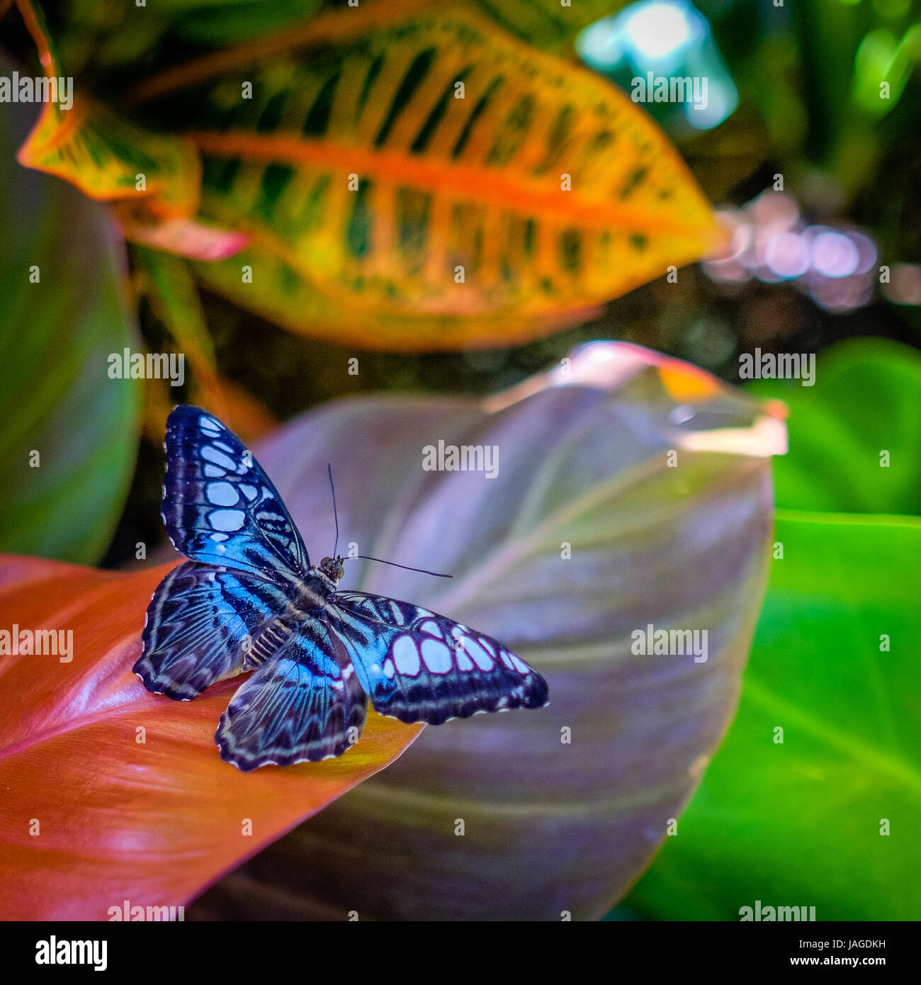 Bella luminosa iridescenza blu farfalla appoggiato su una pianta tropicale in Calloway giardini, Georgia, Stati Uniti d'America. Foto Stock