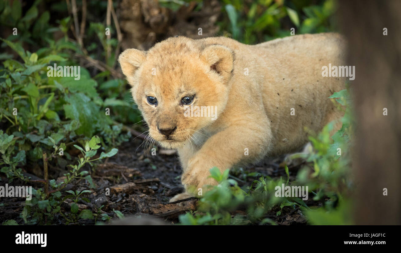 A 5 settimane di età baby Lion cub in Tanzania Serengati del Parco Nazionale Foto Stock