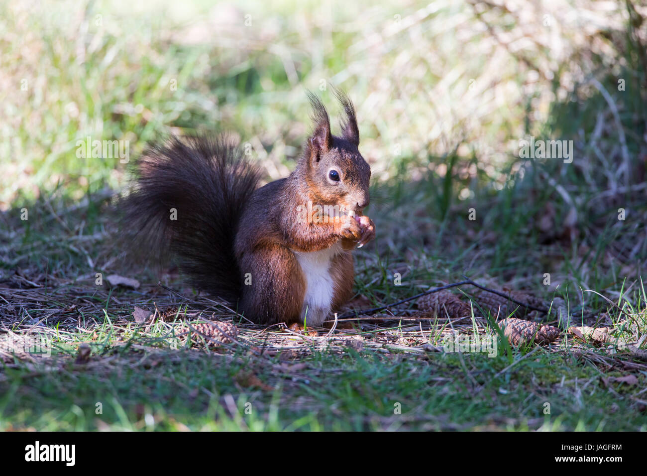 Scoiattolo rosso Sciurus vulgaris su Anglesey Foto Stock