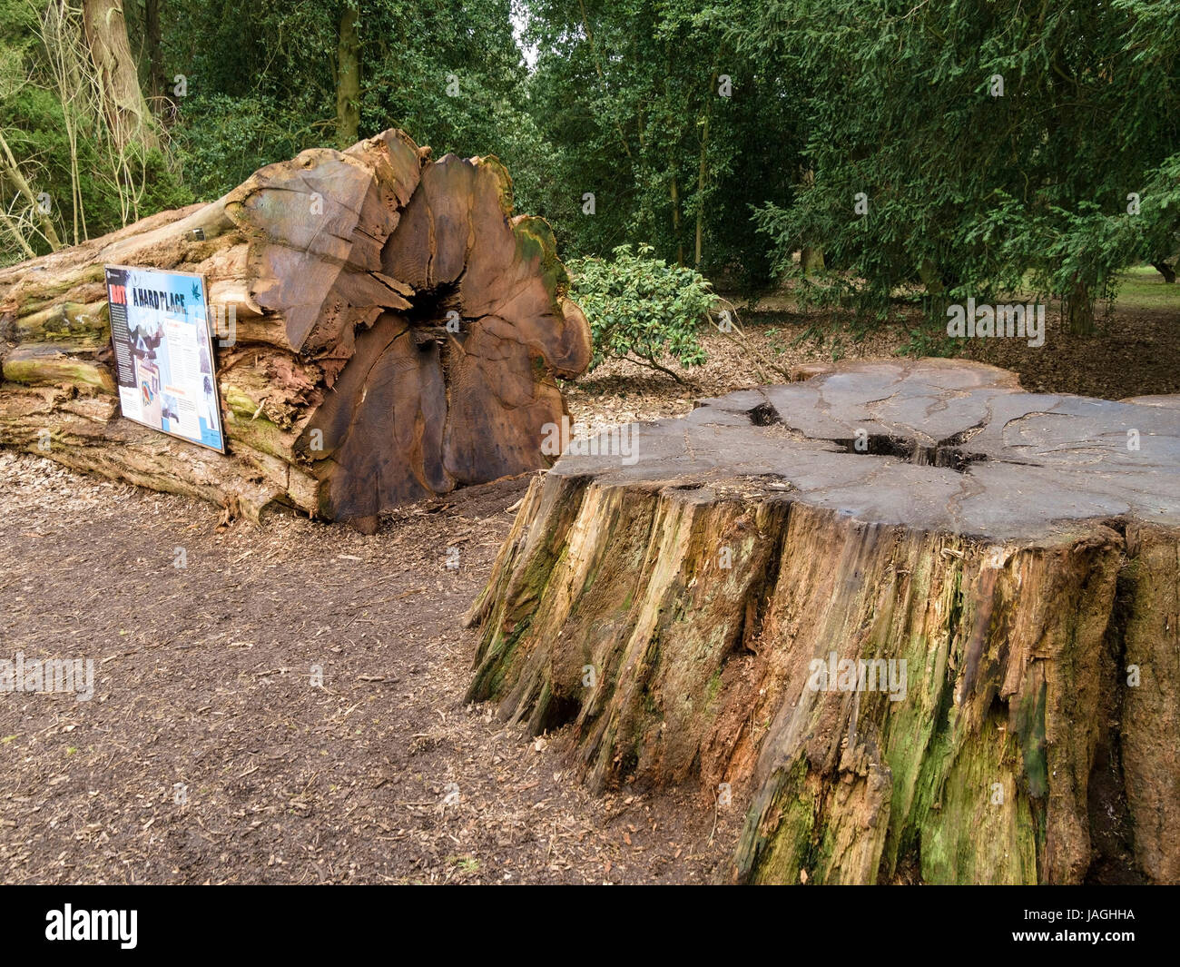 Abbattuto Sequoia gigante albero di sequoia (Sequoiadendron giganteum), Westonbirt Arboretum, Gloucestershire, Inghilterra, Regno Unito. Foto Stock