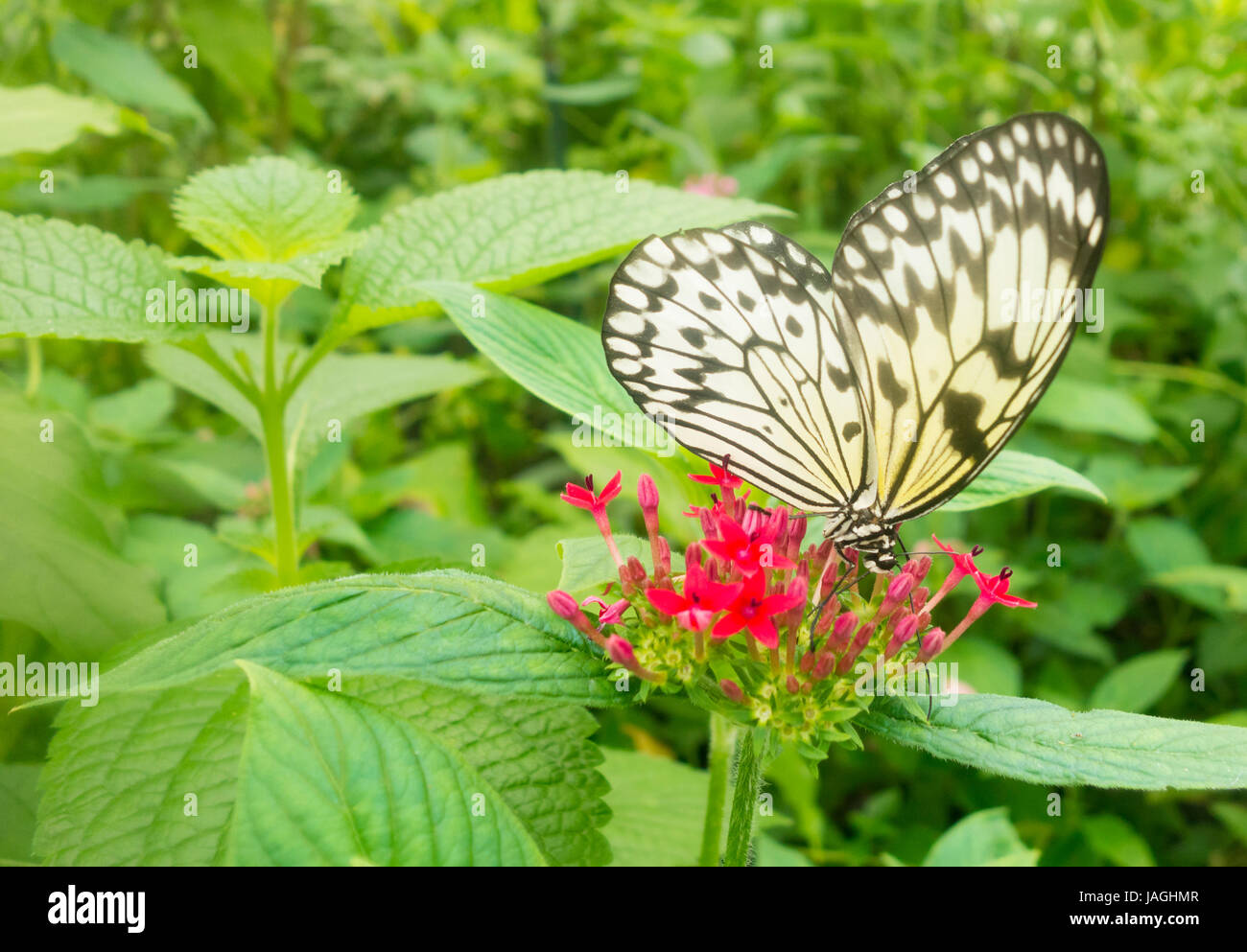 Ninfa struttura Butterfly ( Idea leuconoe ) . Chiamato anche carta di riso, aquilone di carta. Foto Stock