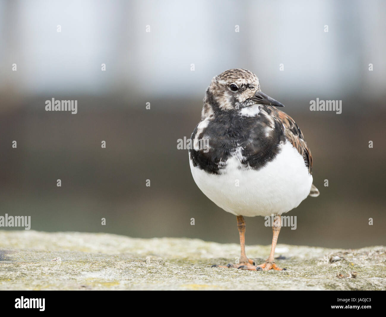 Turnstone sulla parete del mare. Regno Unito Foto Stock