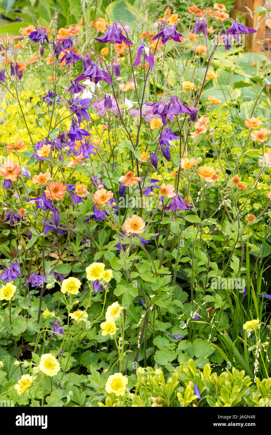 E Geums Aquilegias in un giardino cottage, England, Regno Unito Foto Stock