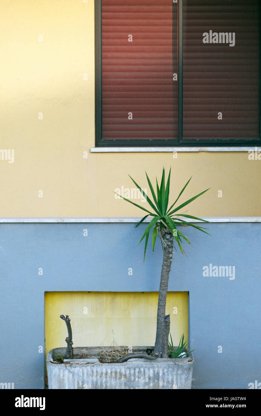 Potted palm al di fuori di una casa Foto Stock